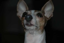 image of italian_greyhound