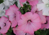 image of flower
