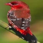 image of bird