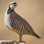 image of bird