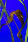 image of seahorse #31