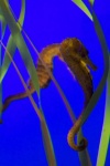 image of animal