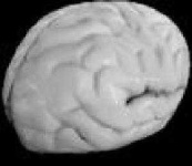 image of brain #7