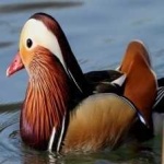 image of bird