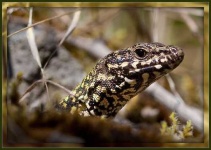 image of alligator_lizard