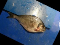 image of fish
