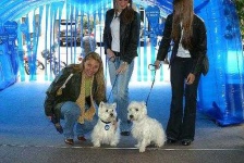 image of west_highland_white_terrier