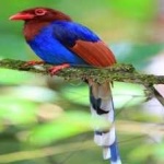 image of bird