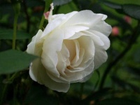 image of flower