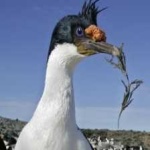 image of bird