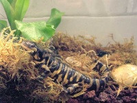 image of european_fire_salamander