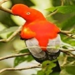 image of bird