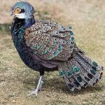 image of bird