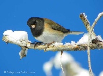 image of junco #0