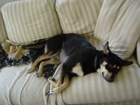 image of kelpie