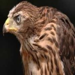 image of bird