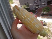 image of corn #9