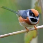 image of bird