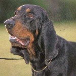 image of black_and_tan_coonhound #12