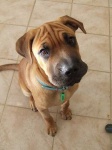 image of bull_mastiff