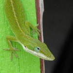 image of green_lizard
