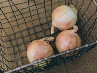 image of onion