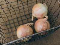 image of onion #0