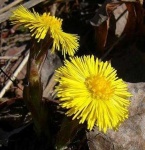 image of flower