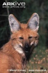 image of red_wolf