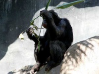 image of chimpanzee #28