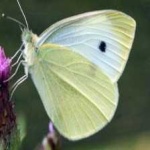 image of animal