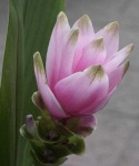 image of flower