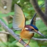 image of bird