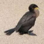 image of bird