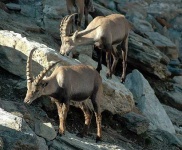 image of ibex