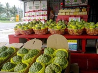 image of custard_apple
