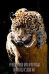 image of jaguar_car