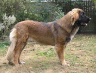 image of leonberg