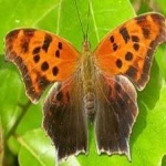 image of animal