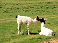 image of alpaca #4