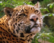image of jaguar_car