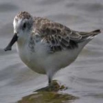 image of bird