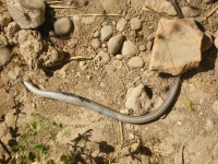 image of snake #6