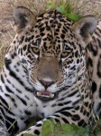 image of jaguar_car