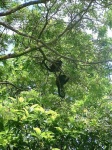 image of howler_monkey