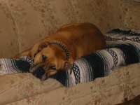 image of bull_mastiff