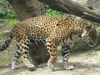 image of jaguar_car