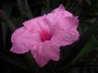 image of mexican_petunia #2