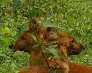 image of dhole