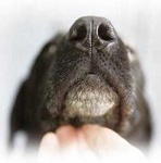 image of dog_nose